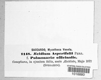 Puccinia recondita image